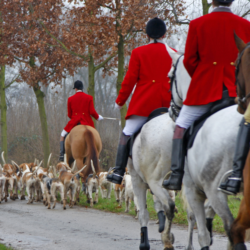 Fox Hunt England 818x818